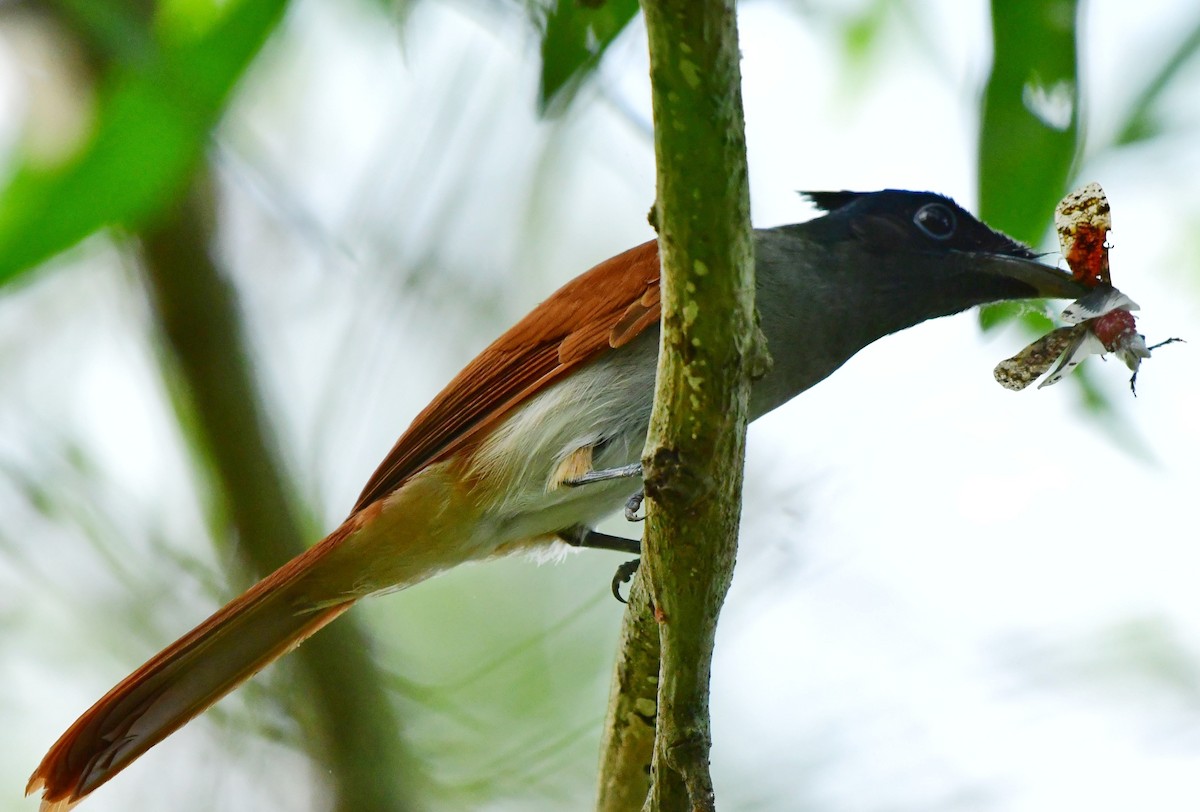 Indian Paradise-Flycatcher - Shameer Kodiyathur