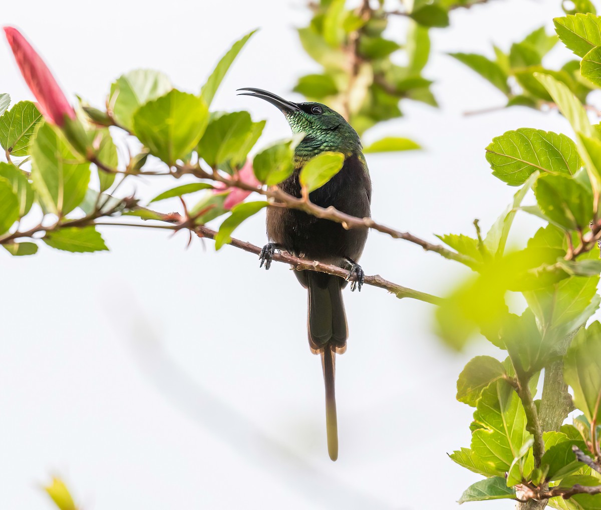 Bronze Sunbird - Manuel Fernandez-Bermejo