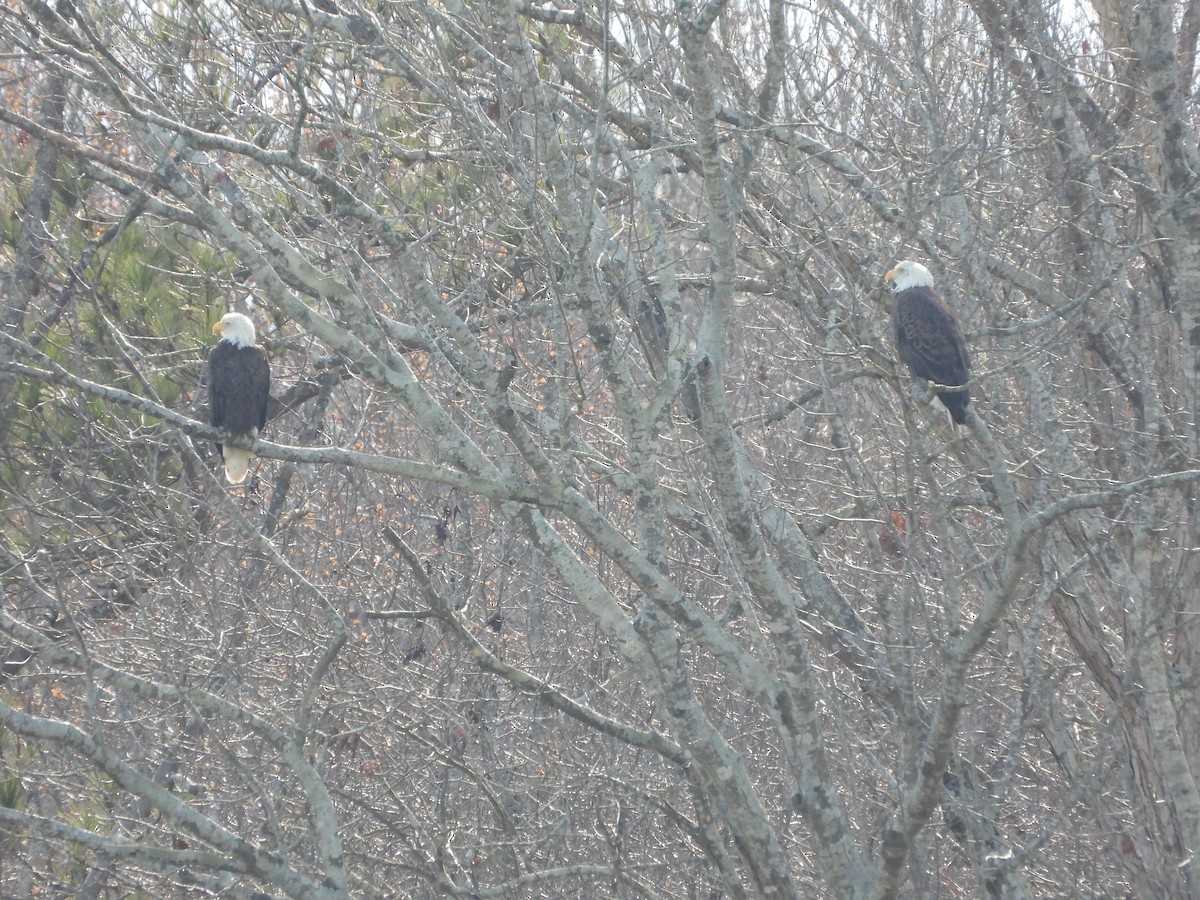 Bald Eagle - Jim Cheetham