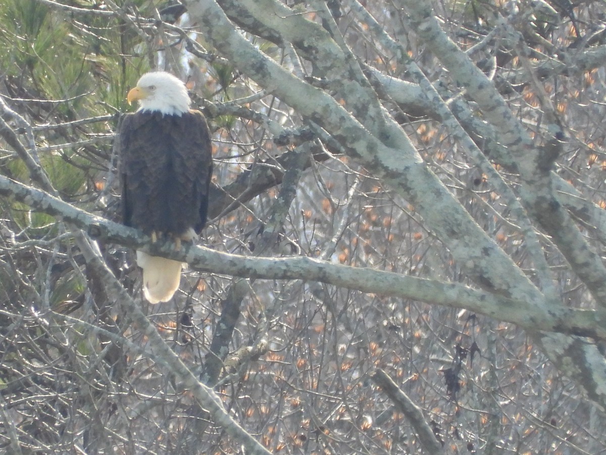 Bald Eagle - ML613684702