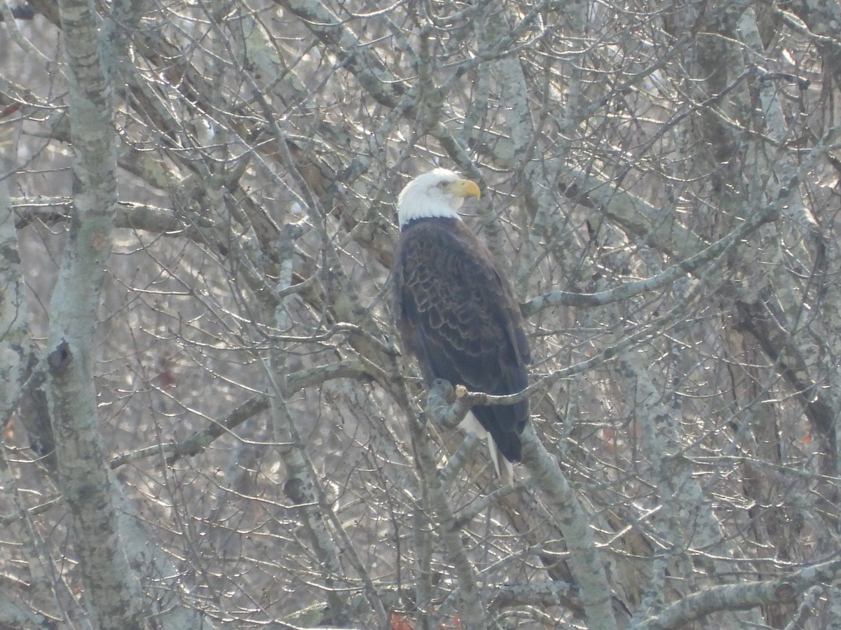 Bald Eagle - ML613684703