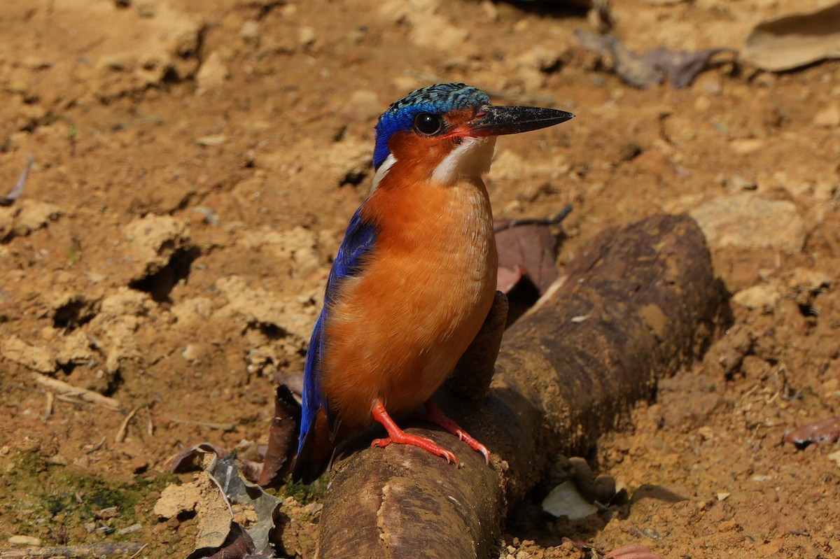 Malagasy Kingfisher - ML613684728