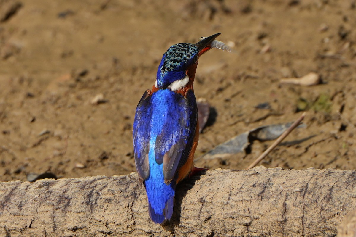 Malagasy Kingfisher - ML613684738