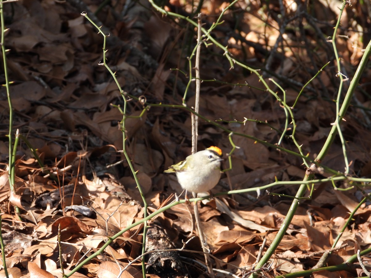 Golden-crowned Kinglet - ML613684743