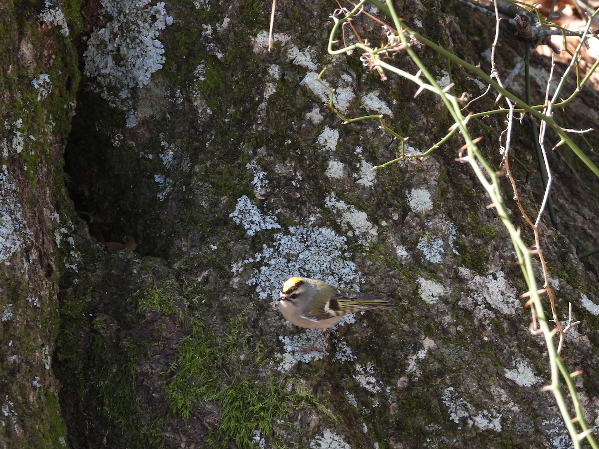 Golden-crowned Kinglet - ML613684744