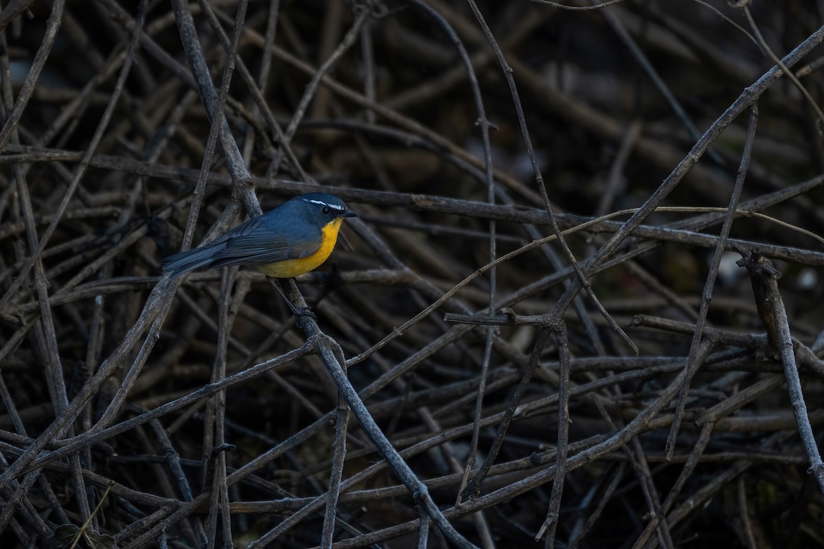 White-browed Bush-Robin - Deepak Budhathoki 🦉