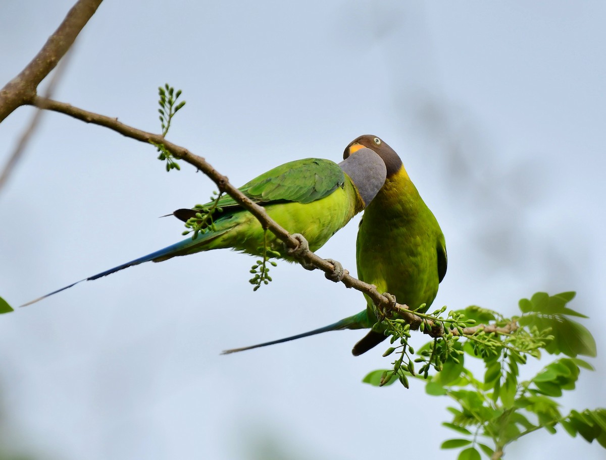 Plum-headed Parakeet - Shameer Kodiyathur