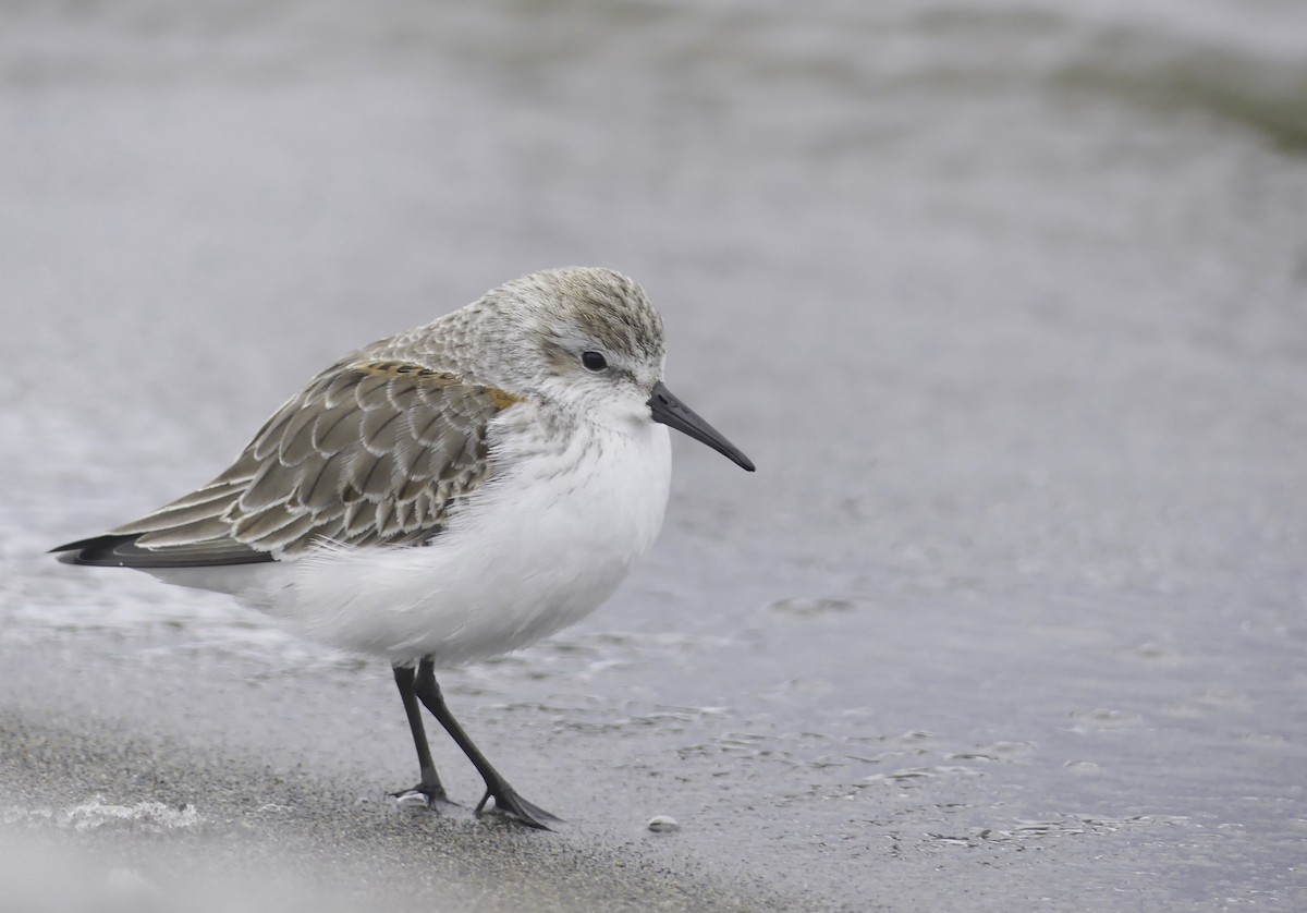 Western Sandpiper - ML613684900