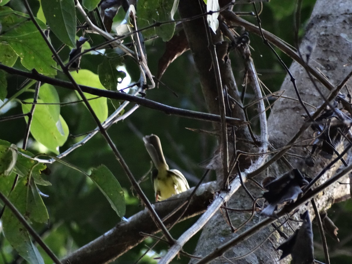 Slate-throated Redstart - ML613684912