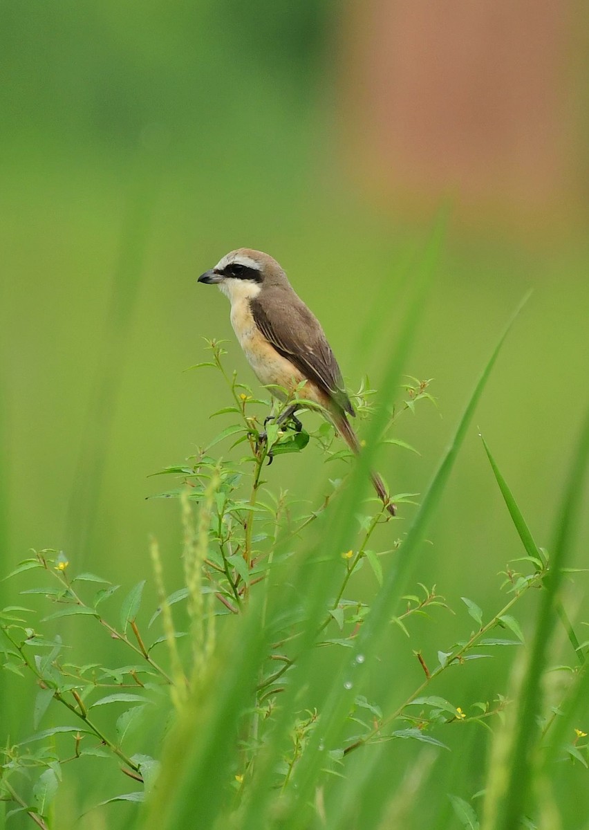 Brown Shrike - Shameer Kodiyathur