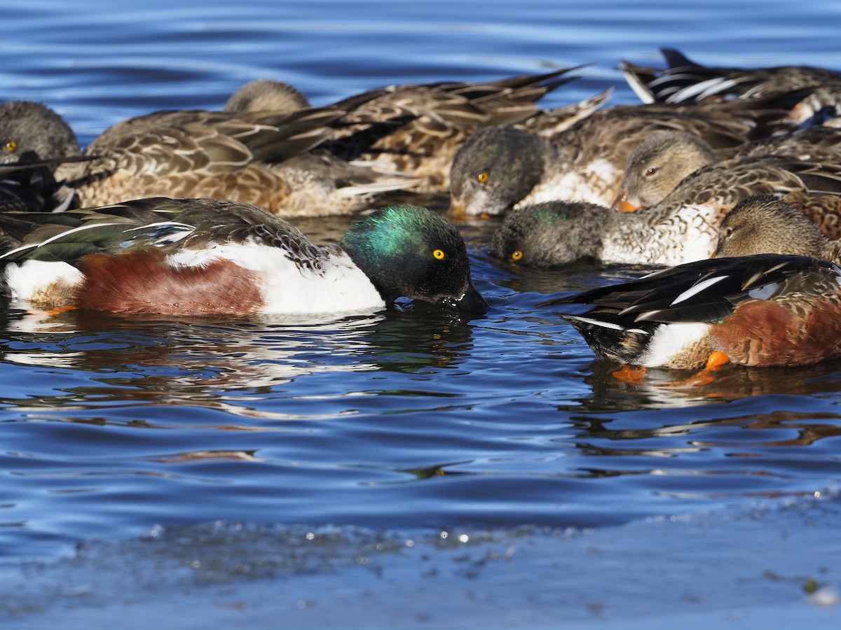 מרית צפונית - ML613684951