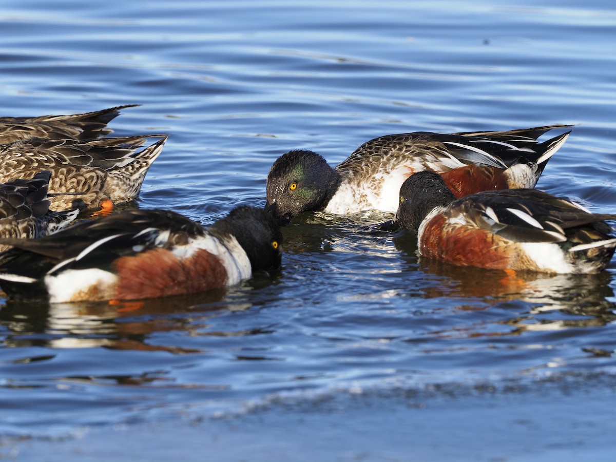 מרית צפונית - ML613684952