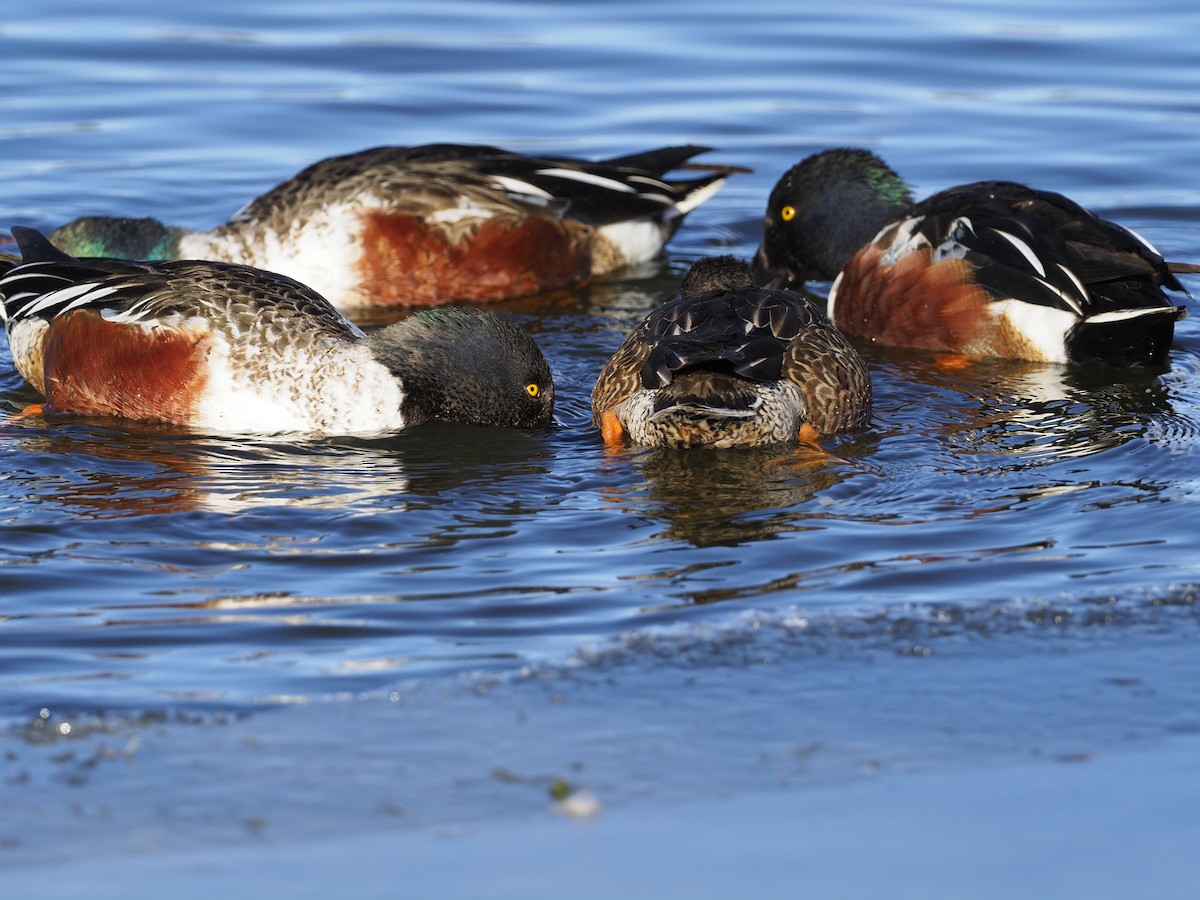 מרית צפונית - ML613684955