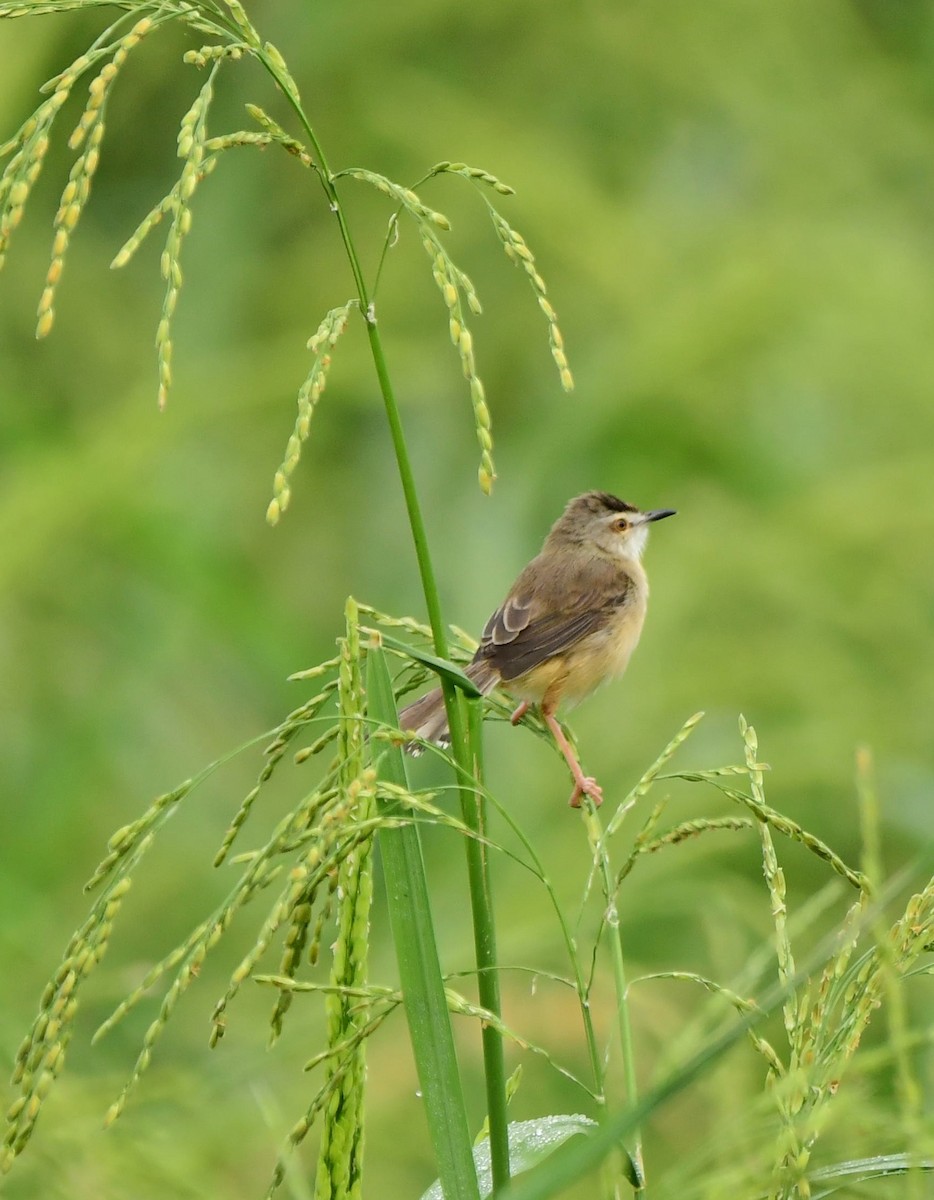 Plain Prinia - Shameer Kodiyathur