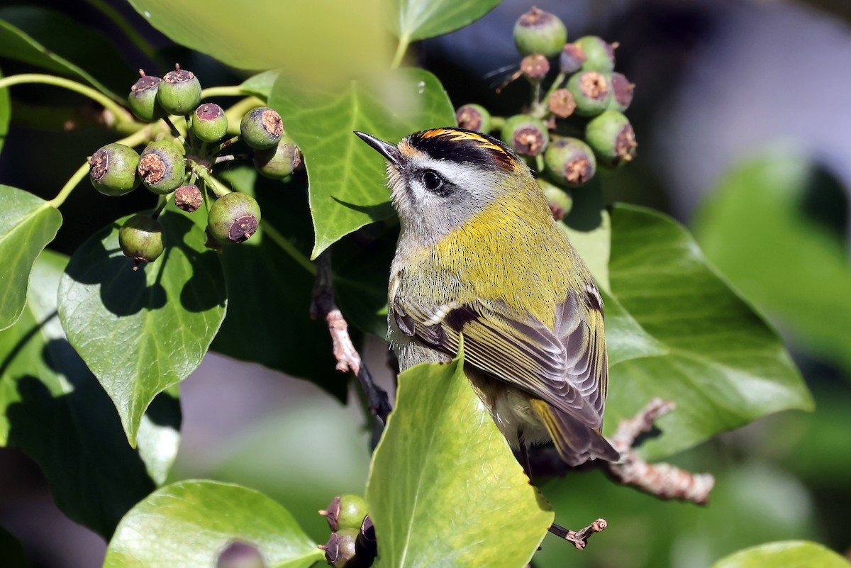 Common Firecrest - ML613685016