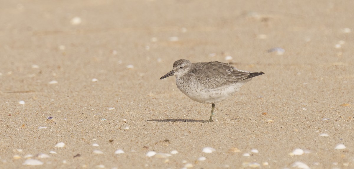 Red Knot - ML613685049
