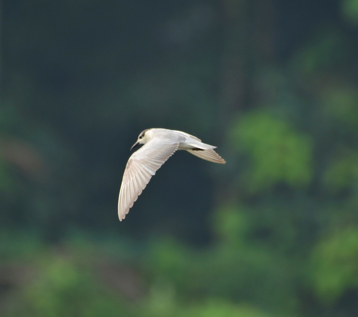 Whiskered Tern - ML613685069