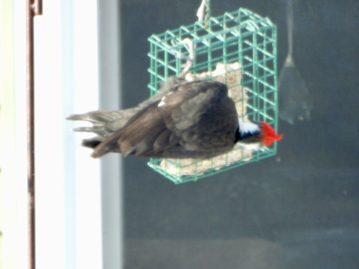 Pileated Woodpecker - ML613685094