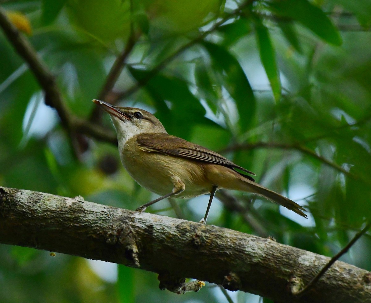 Blyth's Reed Warbler - ML613685124