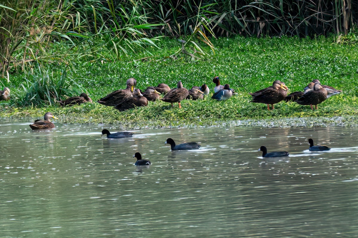 Mottled Duck - ML613685129