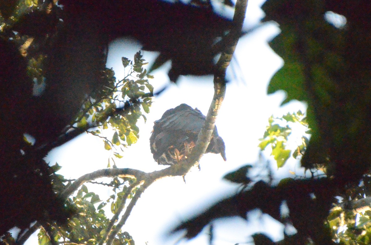 Black Vulture - ML613685131