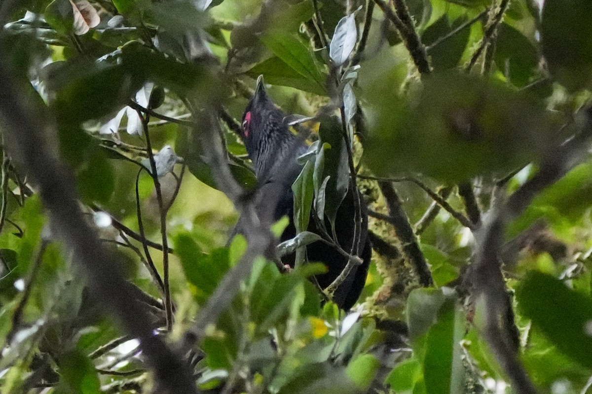 Madagascar Blue-Pigeon - Roman Suffner