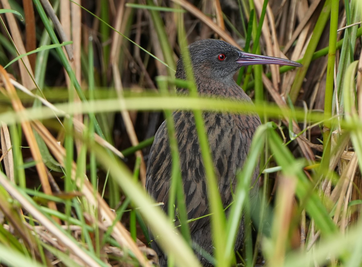 Madagascar Rail - ML613685265