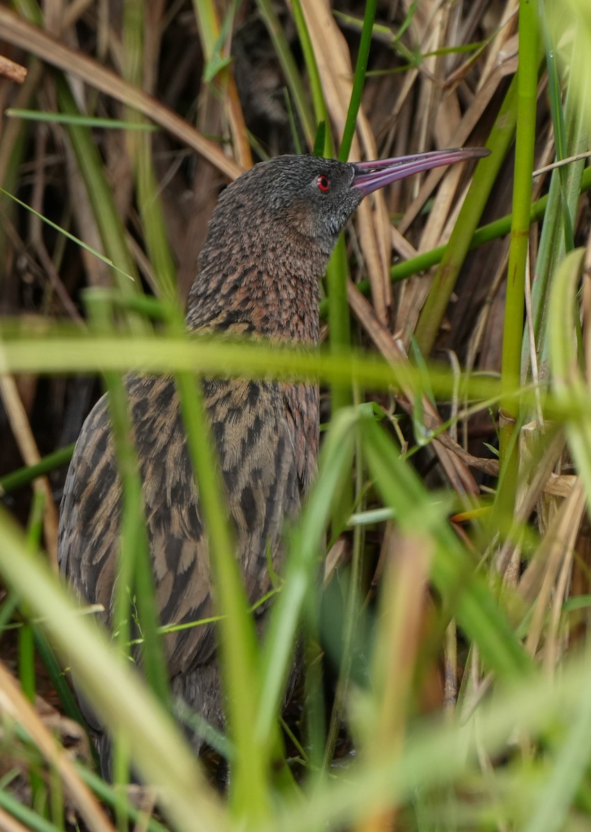 Madagascar Rail - ML613685316