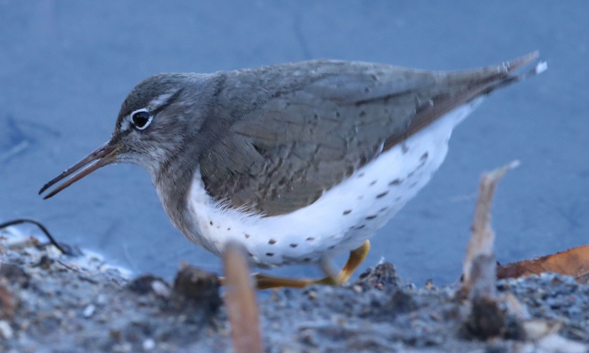 Spotted Sandpiper - ML613685332