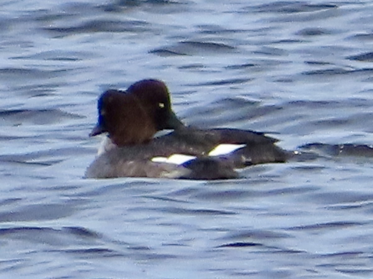 Common Goldeneye - ML613685358