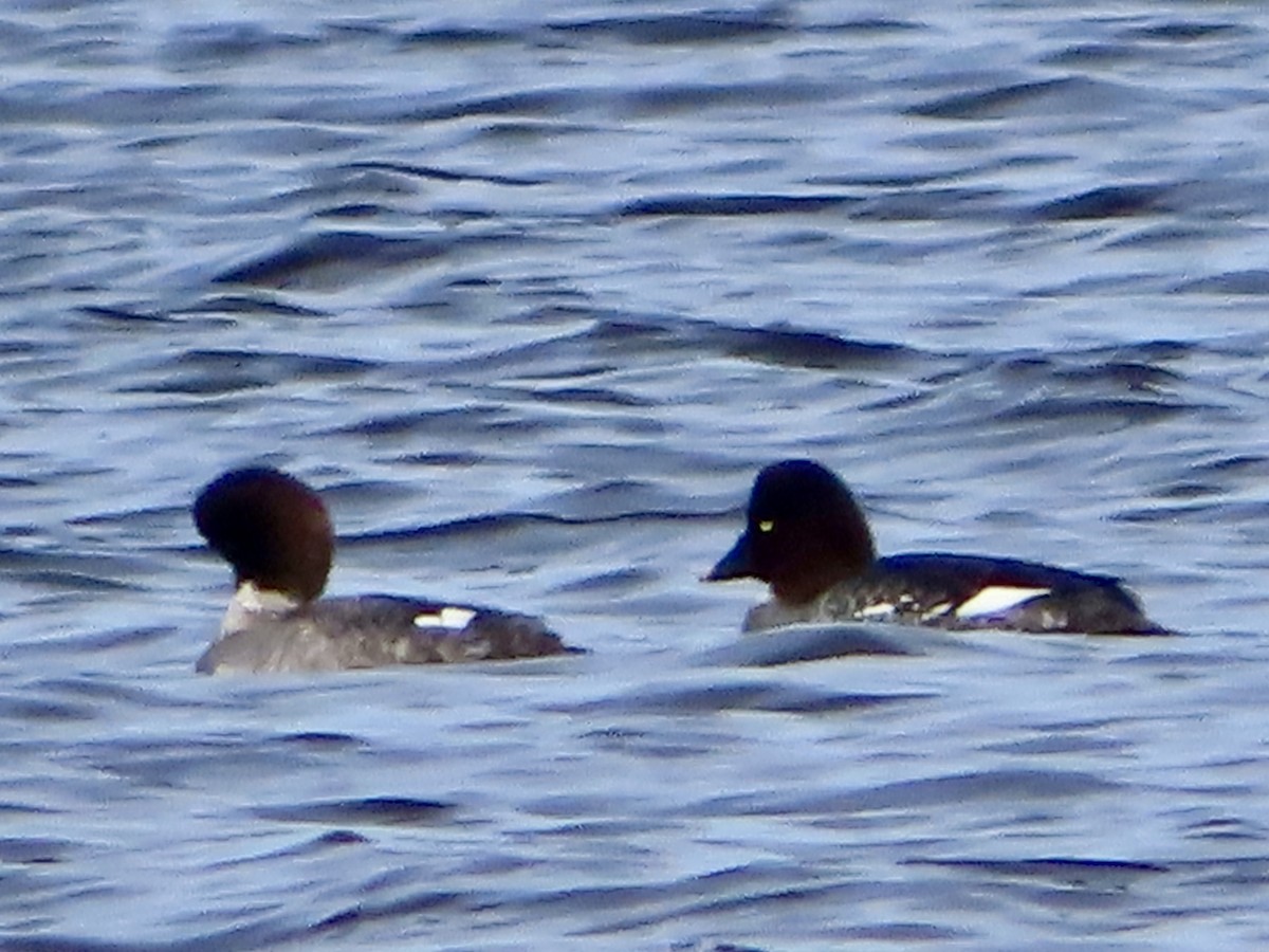 Common Goldeneye - ML613685359