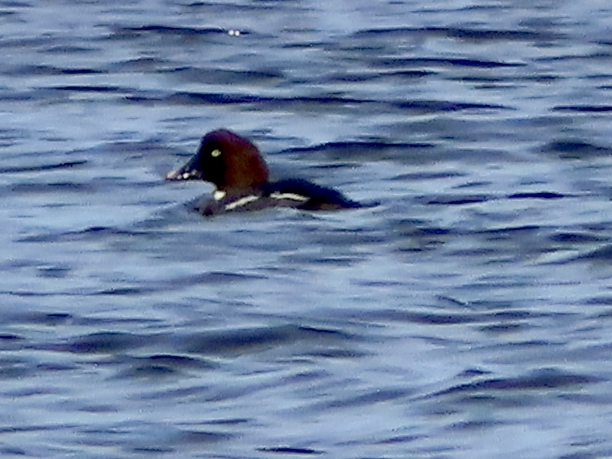 Common Goldeneye - ML613685361