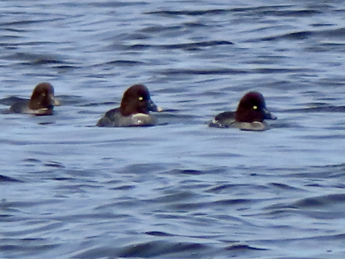 Common Goldeneye - ML613685362