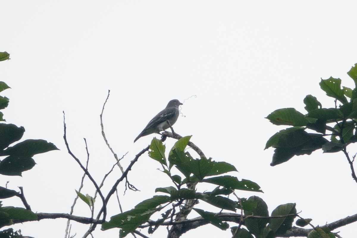 Cotinga Blanco - ML613685368