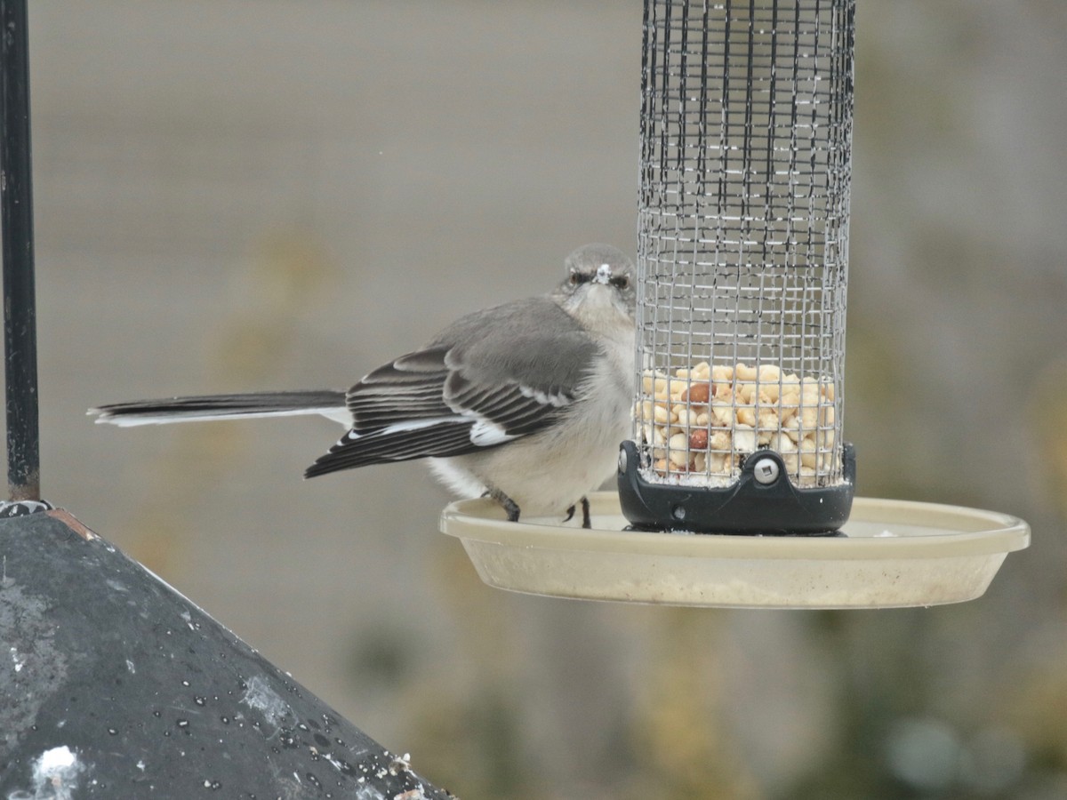 Northern Mockingbird - ML613685380