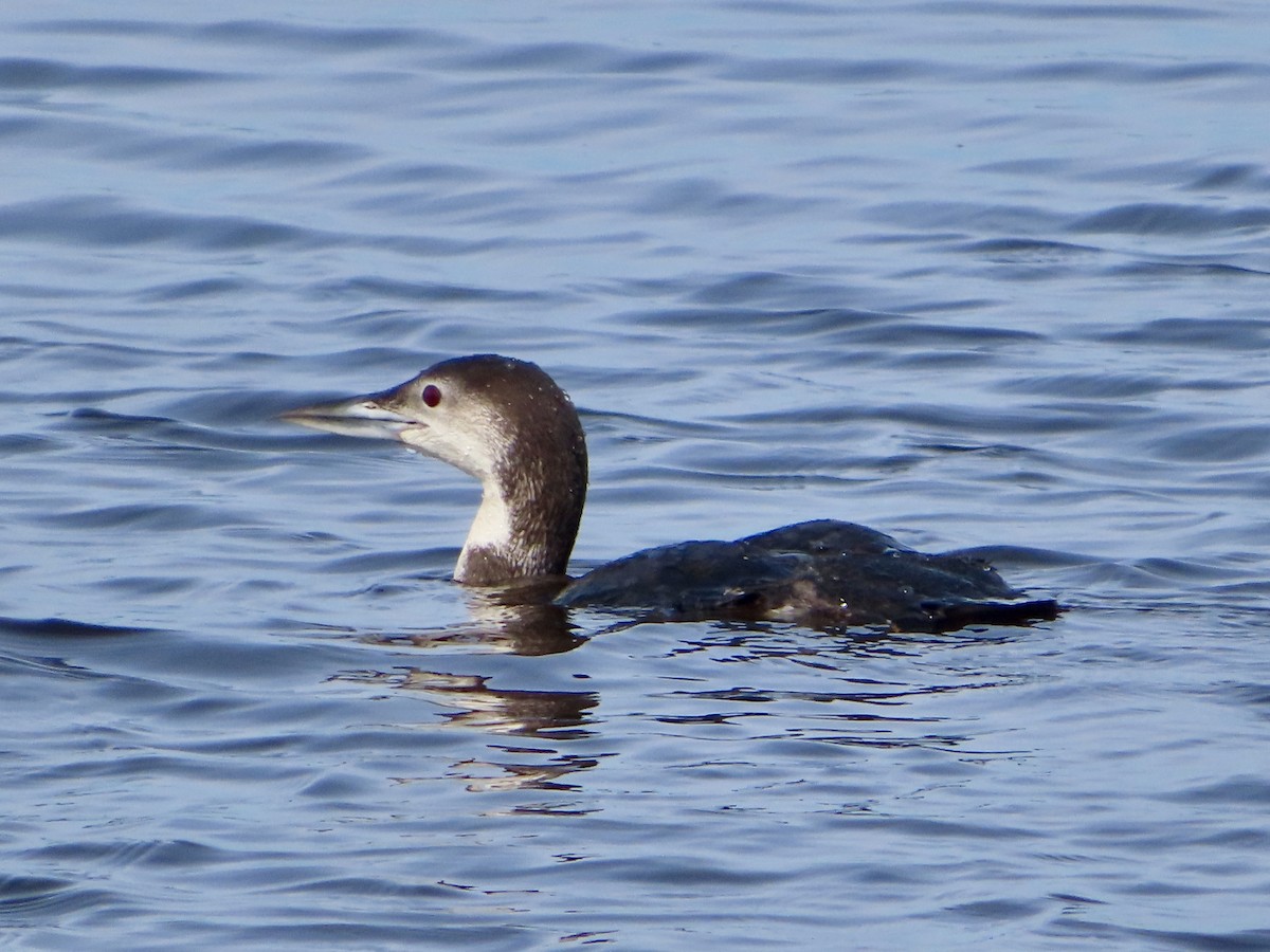 Common Loon - Stephanie Parker