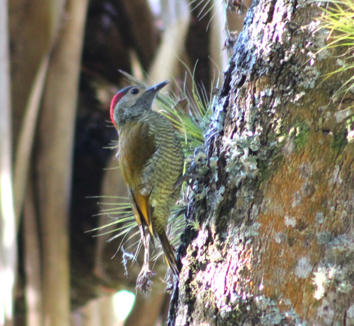 Golden-olive Woodpecker - ML613685405