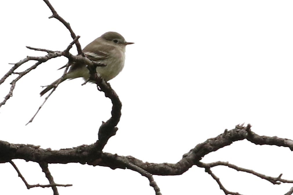 Gray Flycatcher - ML613685426