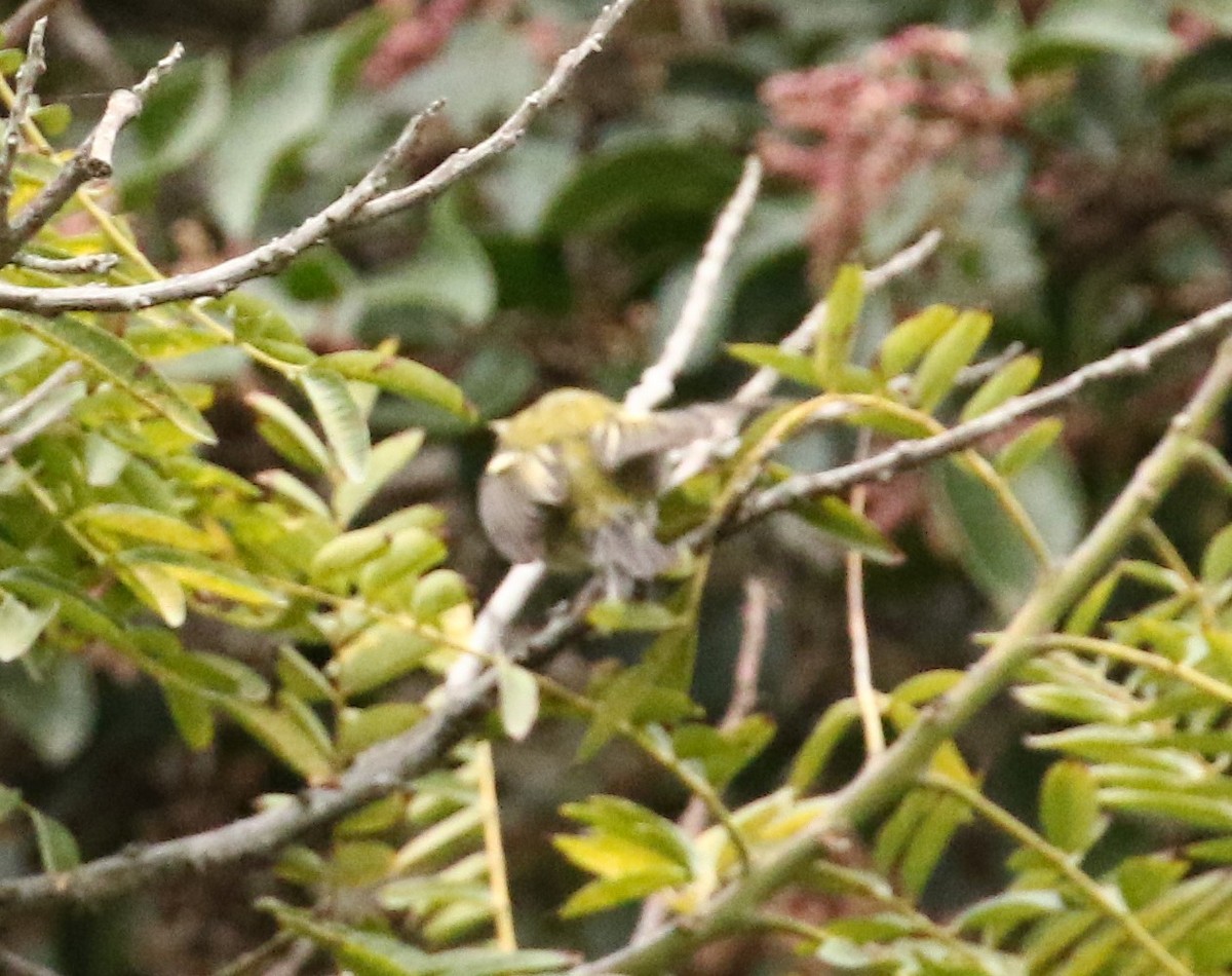 Chestnut-sided Warbler - Kevin Pietrzak