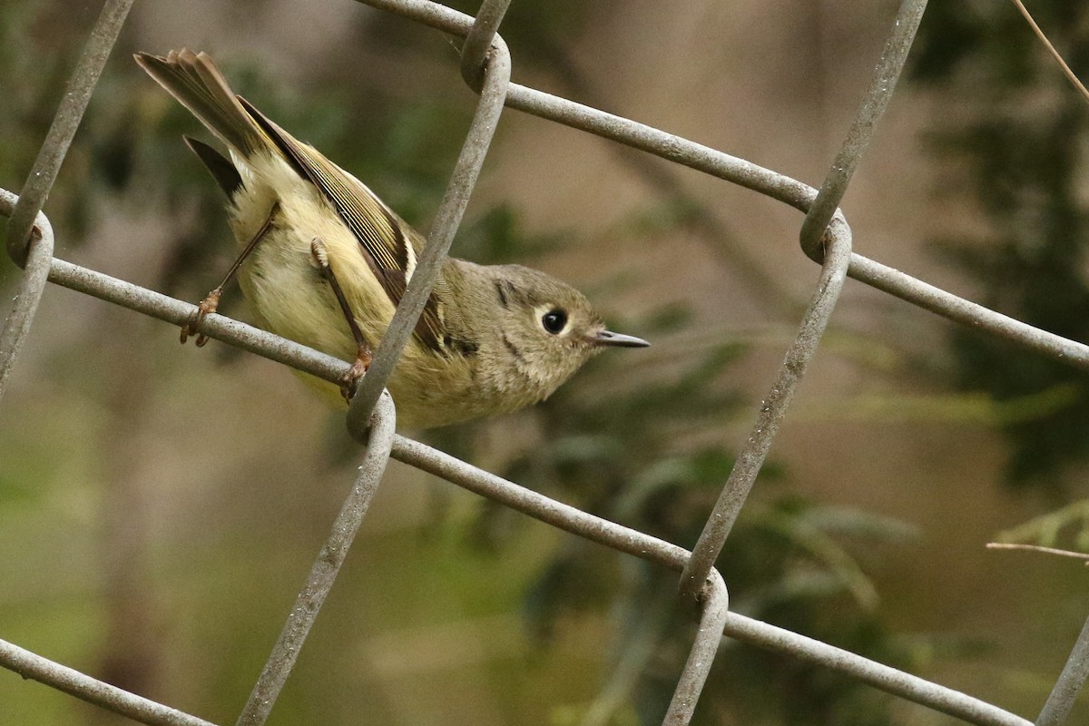 Ruby-crowned Kinglet - Kevin Pietrzak