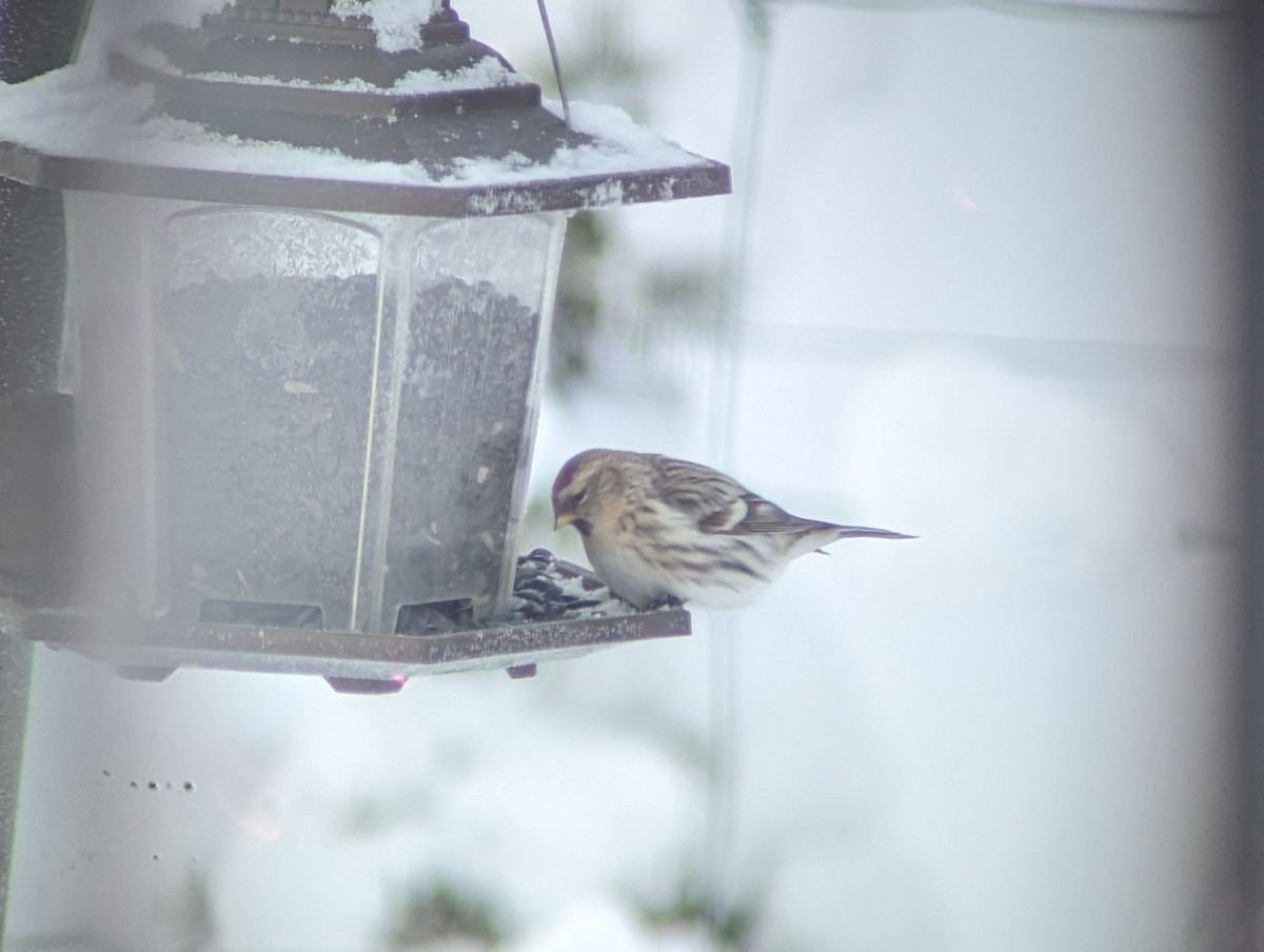 Hoary Redpoll - ML613685482