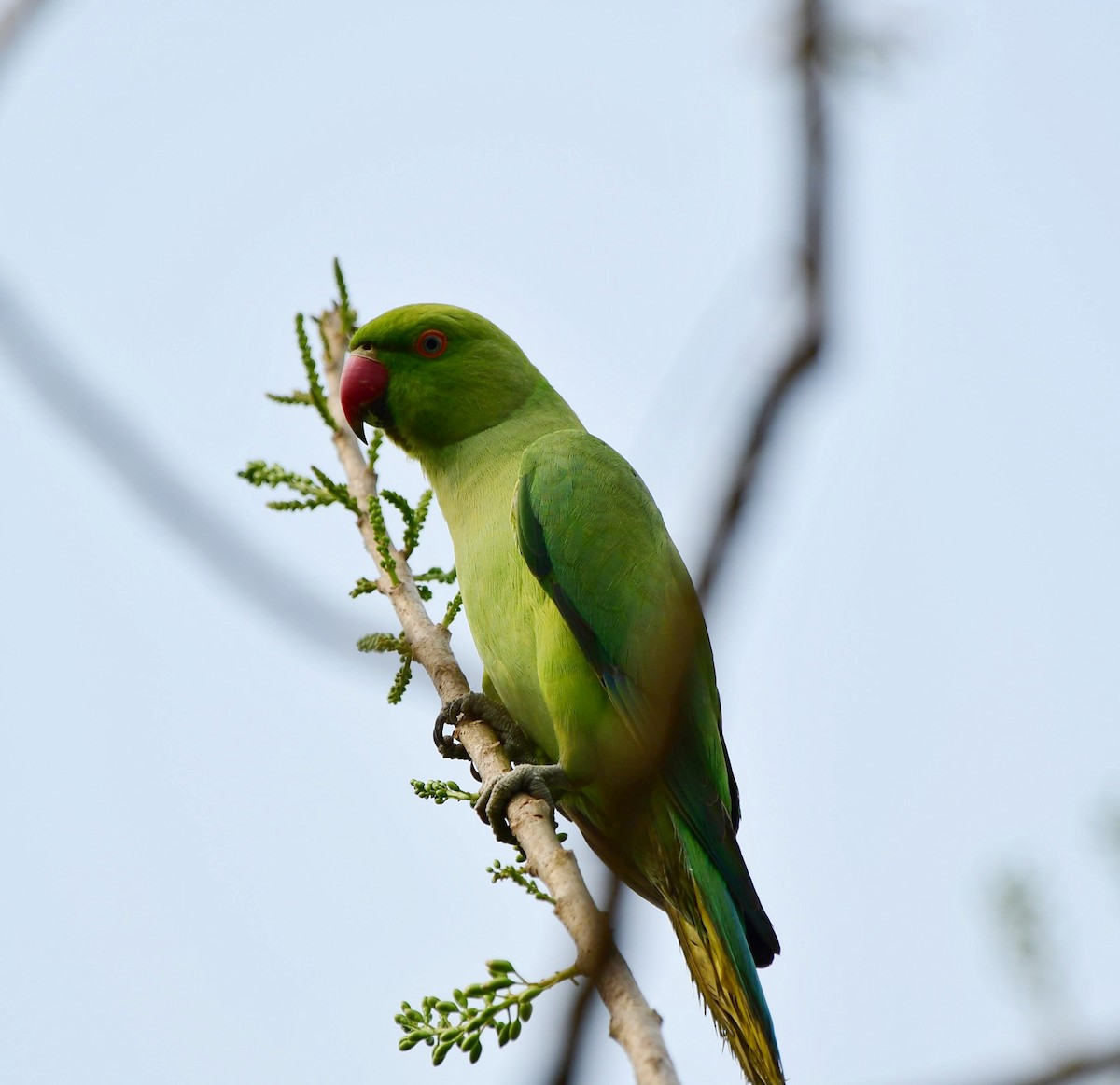Rose-ringed Parakeet - Shameer Kodiyathur