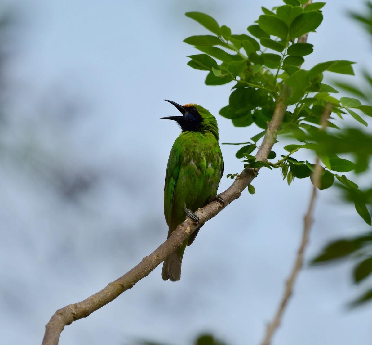 Golden-fronted Leafbird - Shameer Kodiyathur