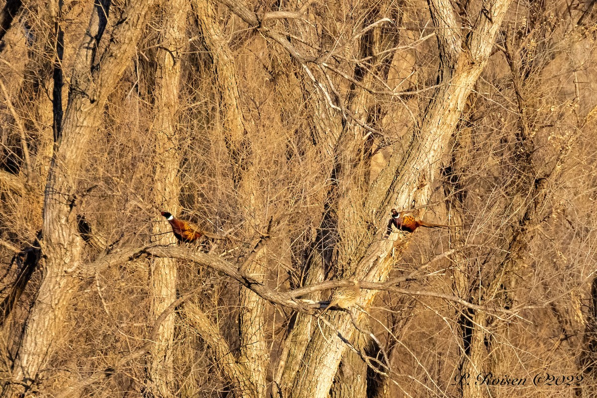 Ring-necked Pheasant - Paul Roisen