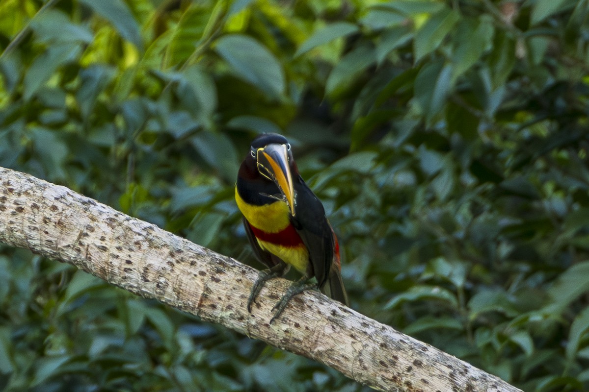 Chestnut-eared Aracari - ML613685699