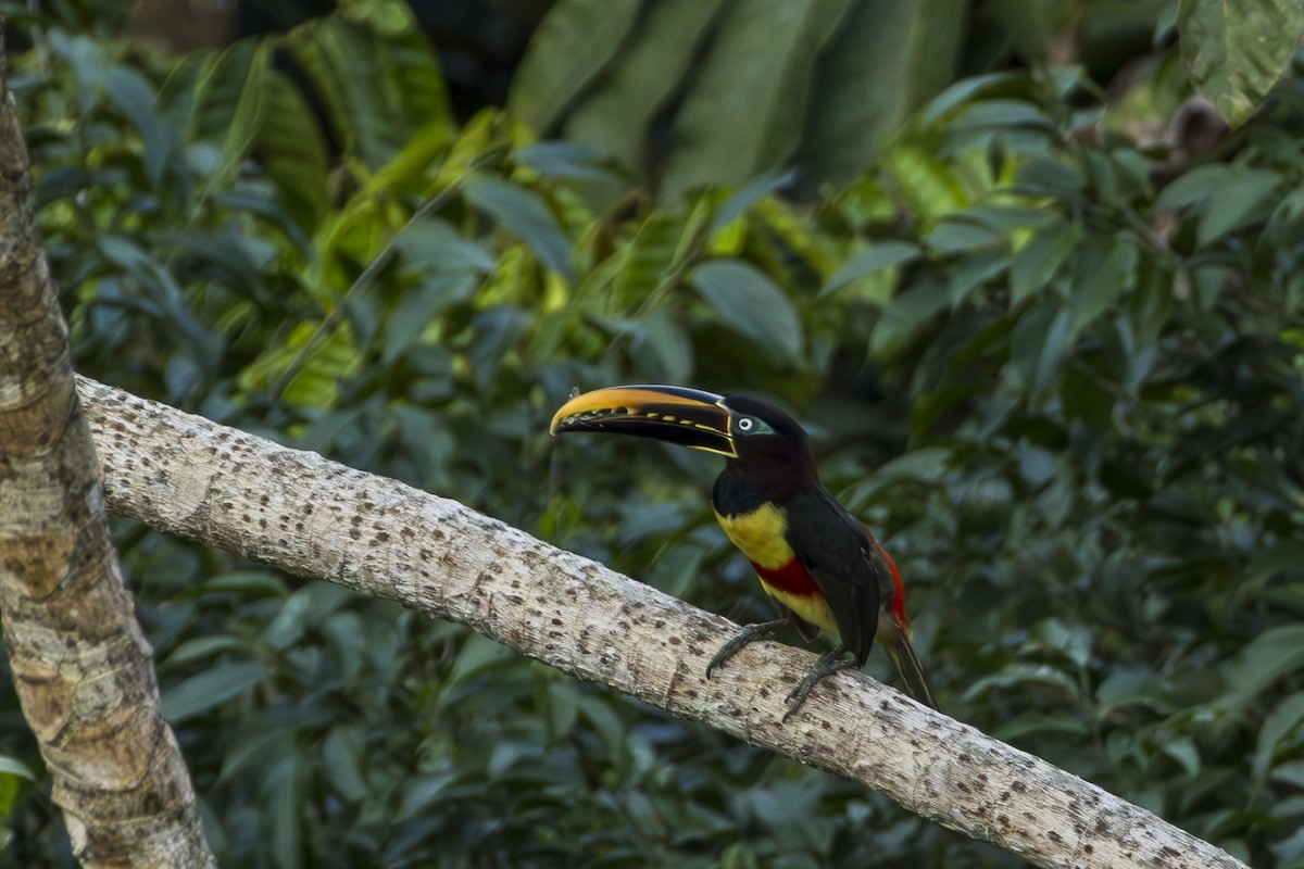 Chestnut-eared Aracari - ML613685700