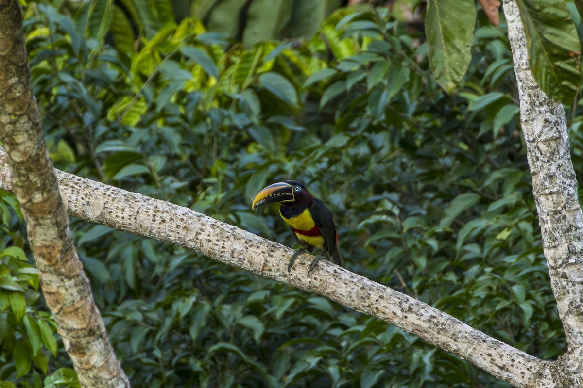 Chestnut-eared Aracari - ML613685701