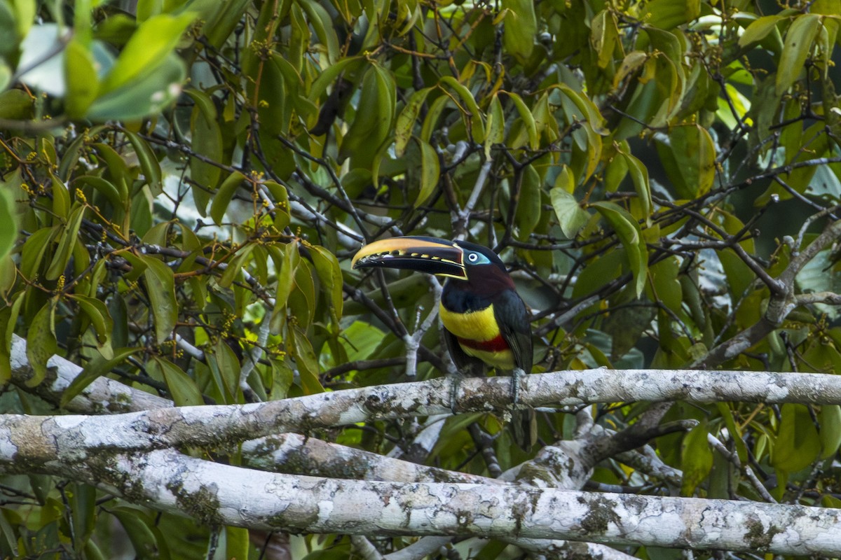 Chestnut-eared Aracari - ML613685702