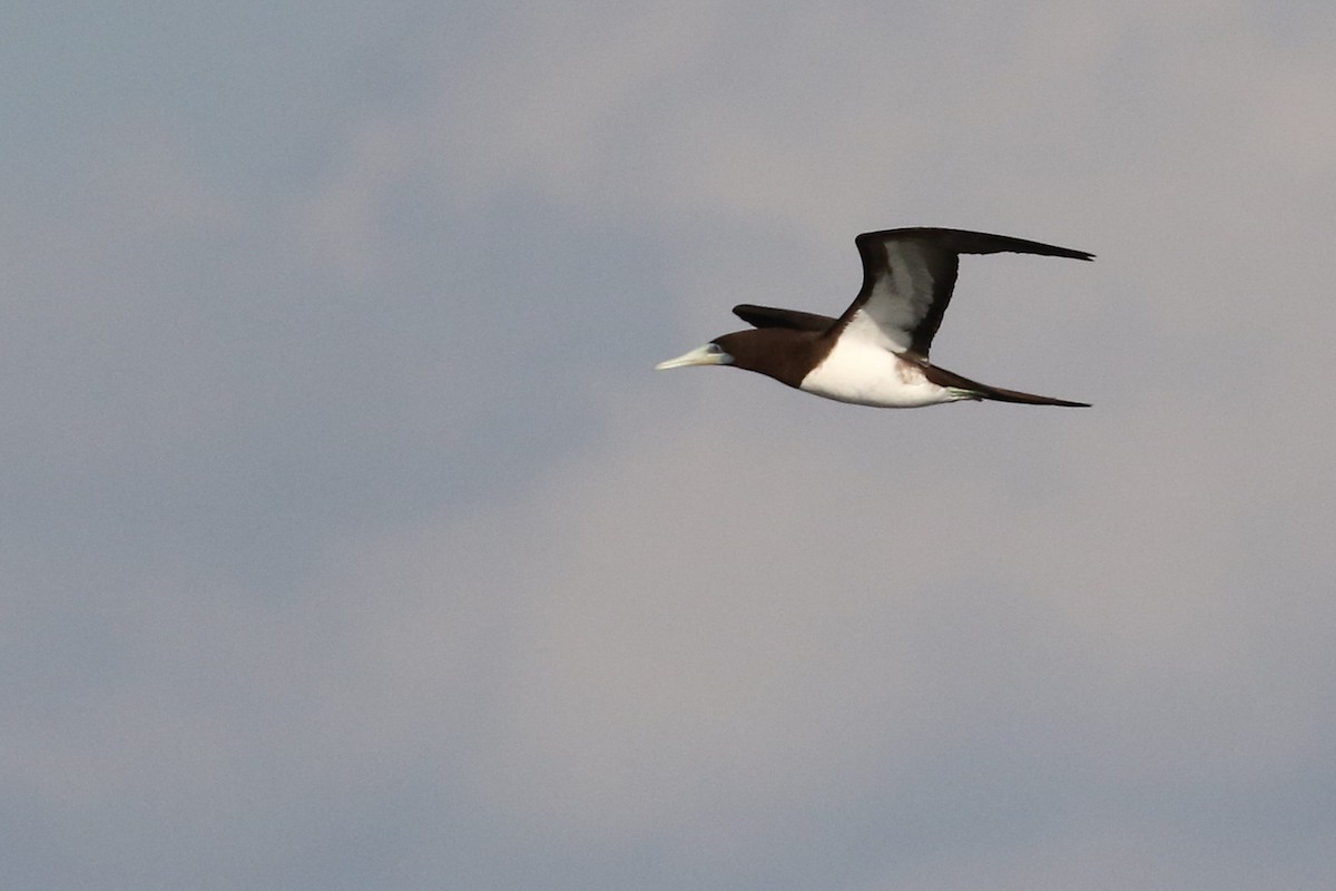 Brown Booby - Kevin Pietrzak