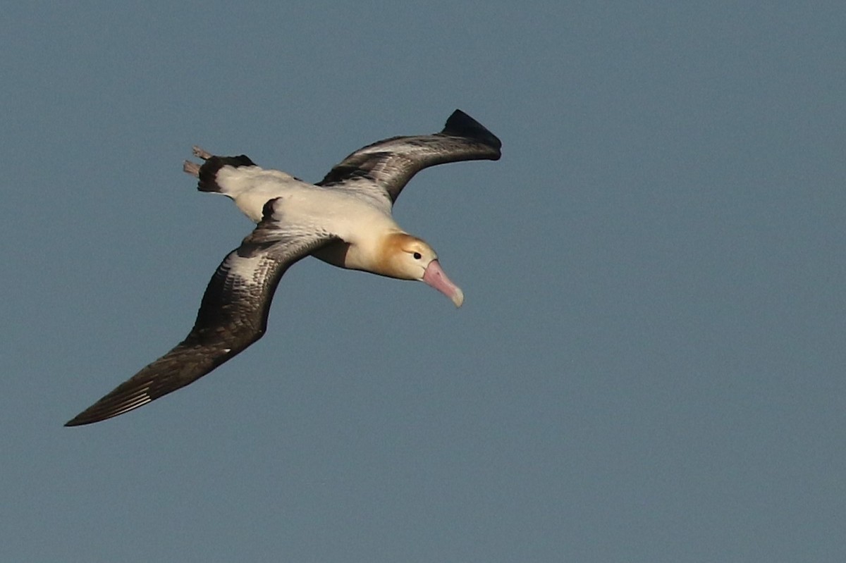 Short-tailed Albatross - Kevin Pietrzak